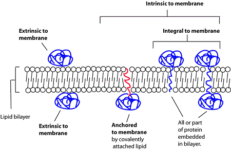 membrane association types
